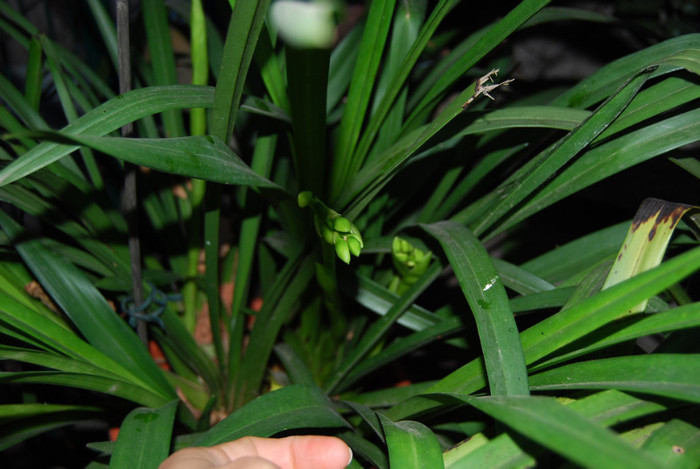 Cymbi galben - Cymbidium 2011