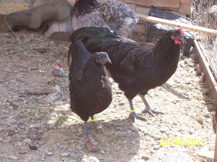 achizitii - 2011 - tineret australorp - 2011