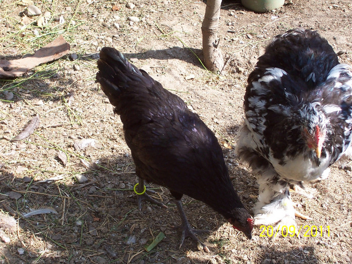 100_3121 - tineret australorp - 2011