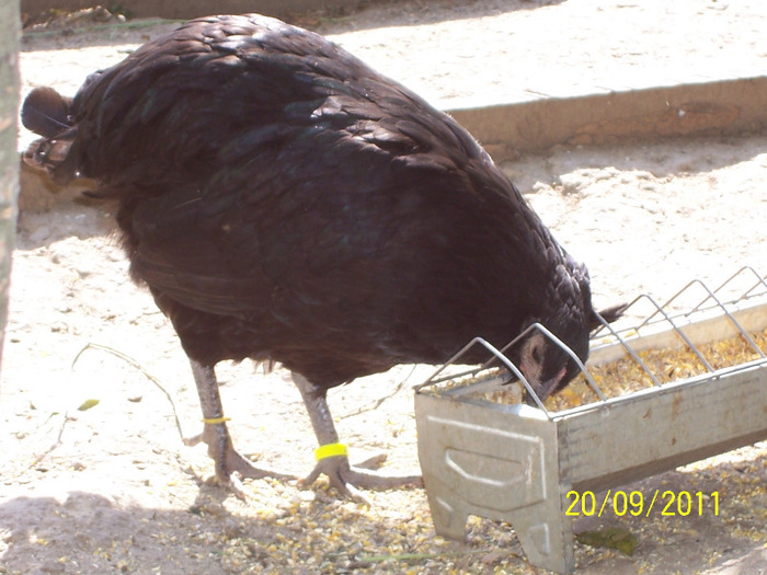 100_3119 - tineret australorp - 2011