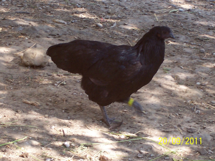 100_3105 - tineret australorp - 2011