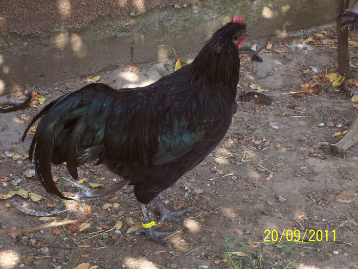 100_3104 - tineret australorp - 2011