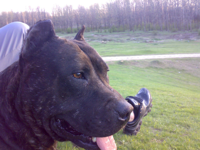 Attila