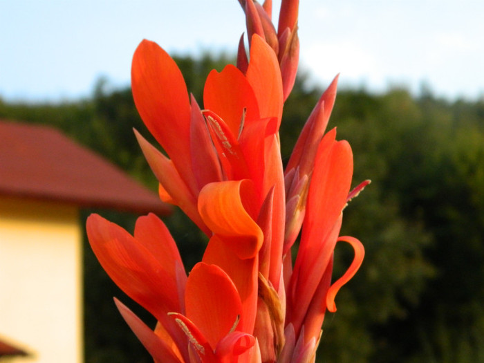 canna - 09_SEPTEMBRIE