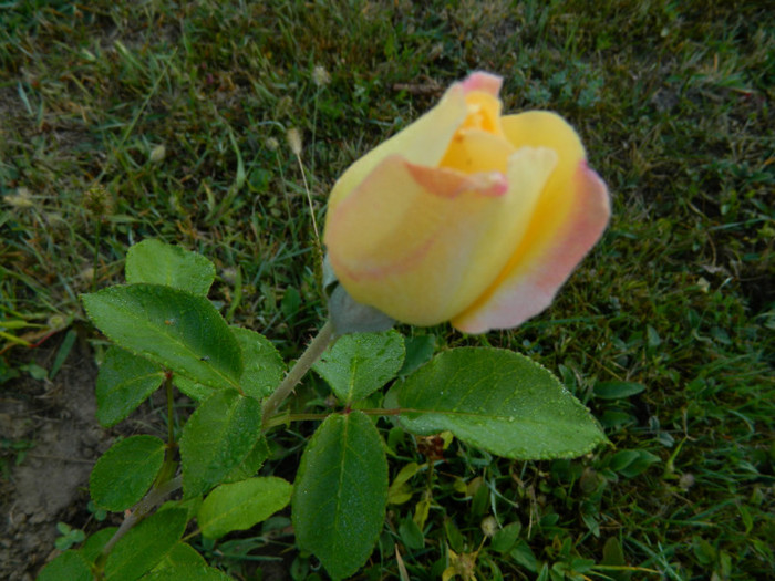 peace - 09_SEPTEMBRIE