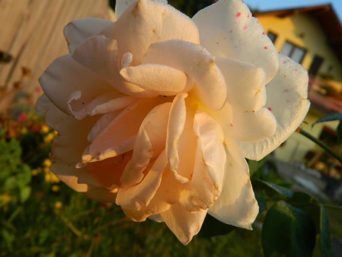 018 - 09_SEPTEMBRIE