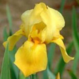 St Crispin - irisi de vanzare