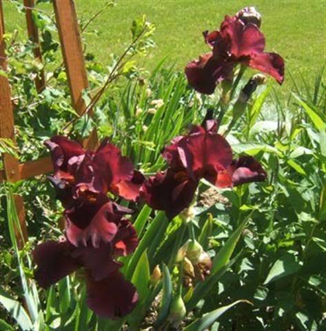 Pass de Wine iris - irisi de vanzare