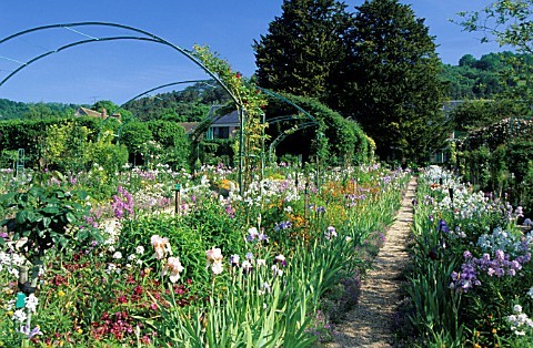 irisi in Giverny  gradina Monet