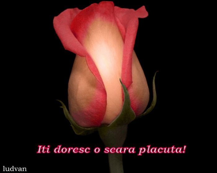 Seara placuta
