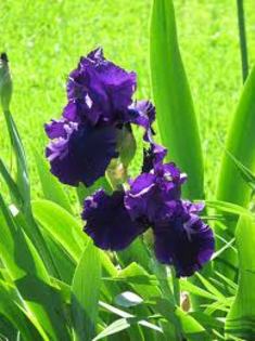 holy night - irisi de vanzare