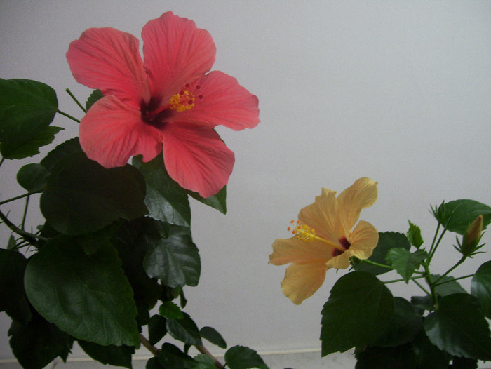 poze new folder 170 - hibiscus