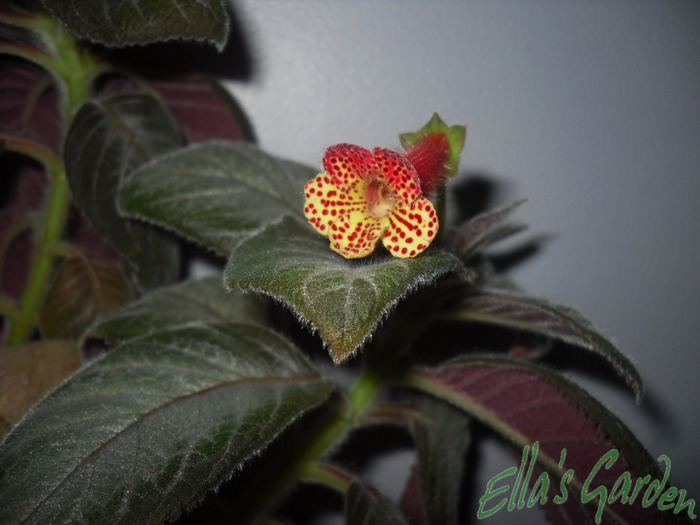 20 sept. 2011 - Kohleria Silver Feather