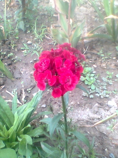 Imag042 - flori 2011