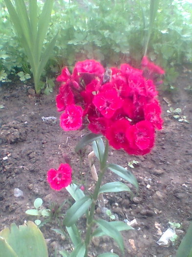 Imag043 - flori 2011