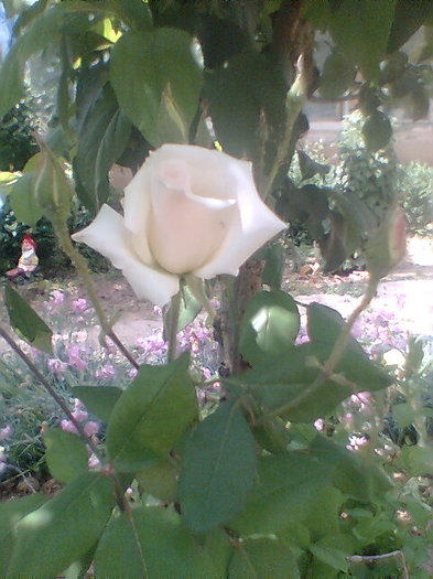 Imag048 - flori 2011