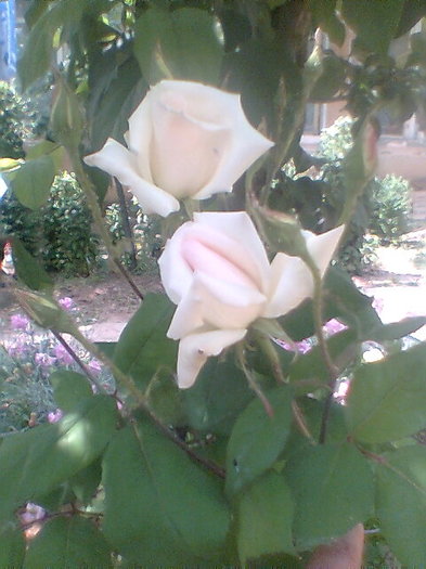 Imag049 - flori 2011