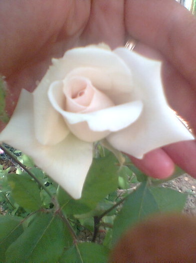 Imag050 - flori 2011