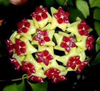 Hoya cinnamonifolia - Plante dorite