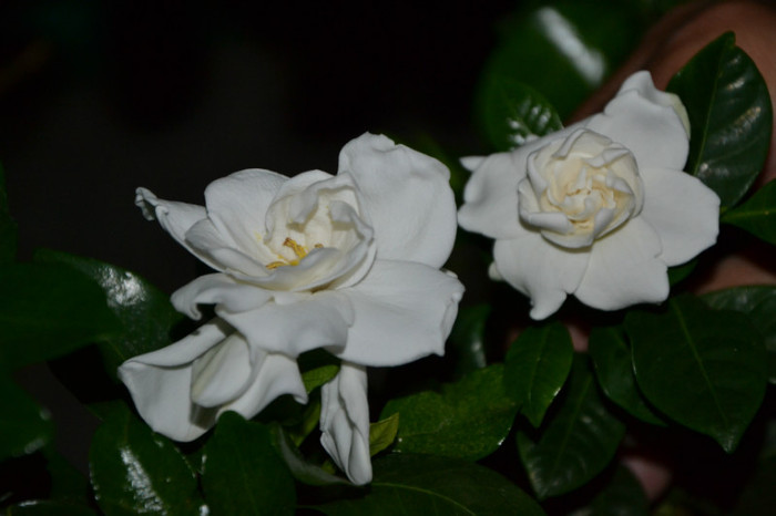 la stanga floare mare si la dreapta floare mijlocie - Gardenia - Jasminoidis floare mare altoita