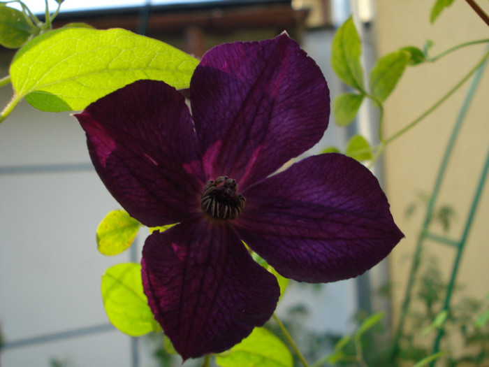 "Royal Velours", 20.09.2011 - Clematis 2011