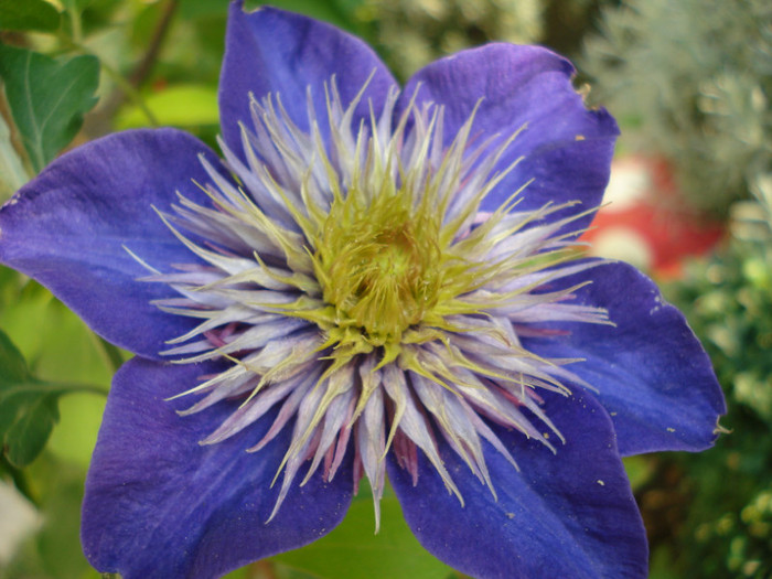 DSC03088 - Clematis 2011