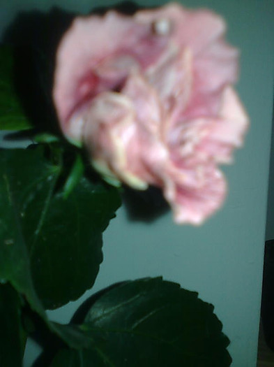 Imagine1433 - HIBISCUS-2012