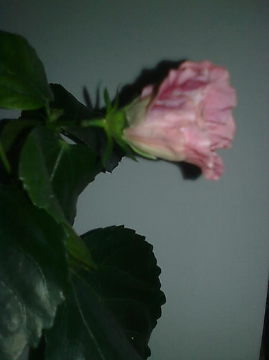 Imagine1434 - HIBISCUS-2012