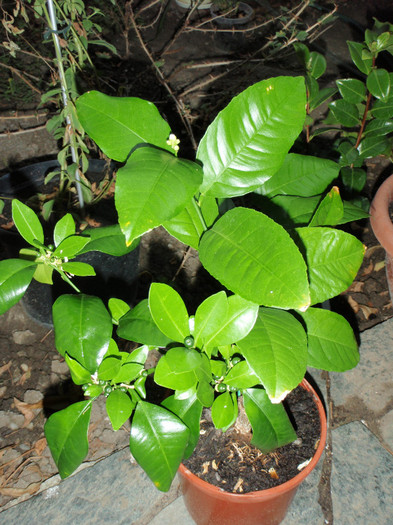 calamondin mici fructe si flori si pe portaltoi - Plante Comestibile