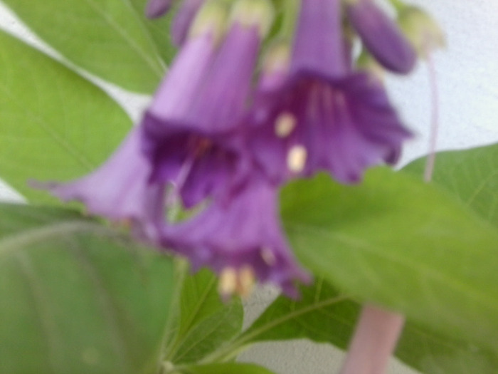 Fotografie0909 - acnistus australis- cu floare mov