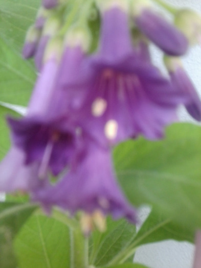 Fotografie0910 - acnistus australis- cu floare mov