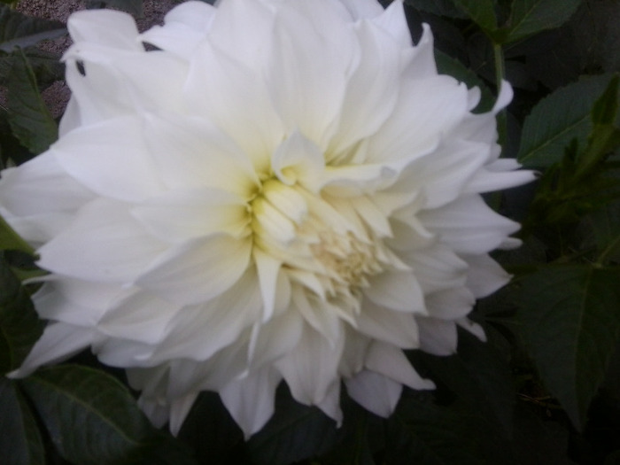 Fotografie0920 - flori vara 2011
