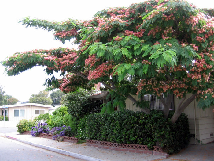 albizia varietatea "ombrella"