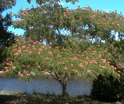 albizia julibrissin Ombrella - Albizia Julibrissin