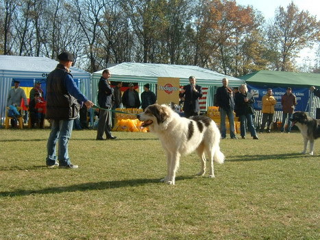 barlad 2005 Mar de Mihalache