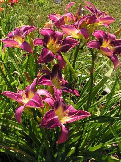 Lavander Deal-45-60 cm-6A - HEMEROCALLIS