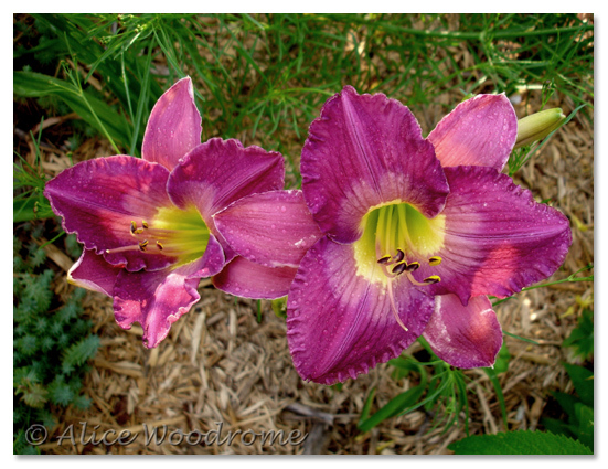 Silent Sentry-45-60 cm-4A - HEMEROCALLIS