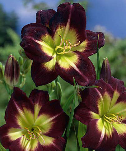 Night-Beacon-60-90 cm-9A - HEMEROCALLIS