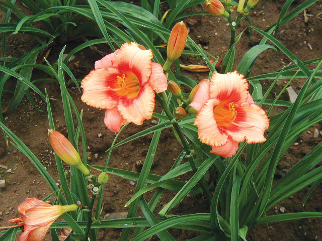 Strawberry-Candy-60-90 cm-9C - HEMEROCALLIS