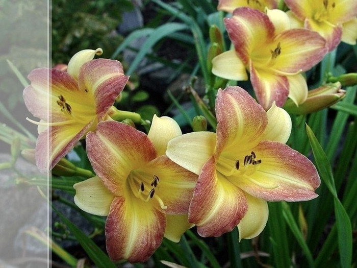 Eenie Allegro-30-45 cm-3A - HEMEROCALLIS