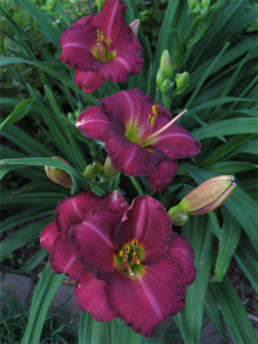 Siloam Royal Prince-45-60 cm-3C - HEMEROCALLIS