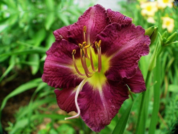 Chicago Royal Robe--60-90 cm-8C - HEMEROCALLIS