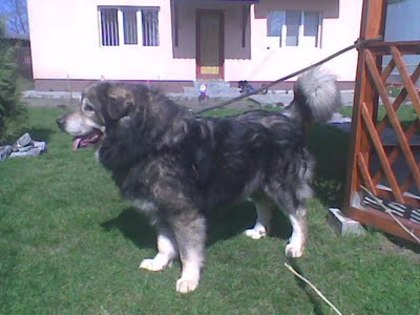 novac -  canisa de dascalu