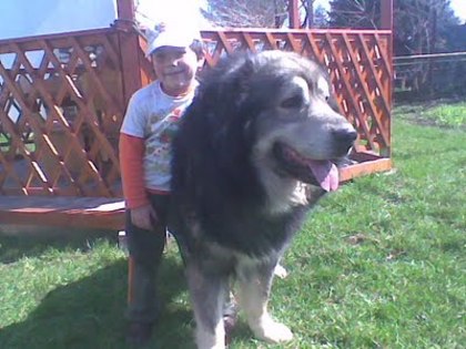 novac -  canisa de dascalu