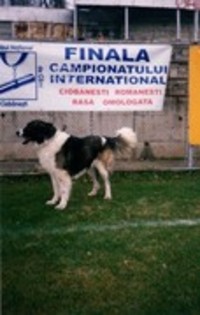 ursu de mindilica -barlad 07.11.2004