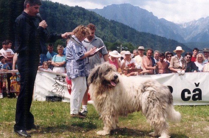 azuga 1999 ursu de romania BIS - masculi mioritic