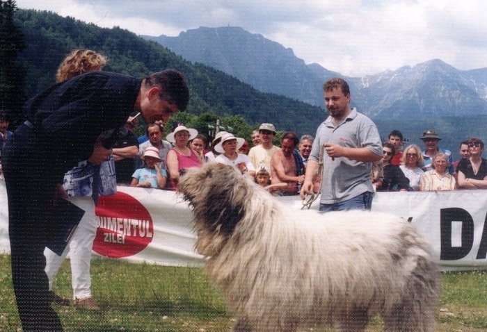 azuga 1999 ursu de romania BIS - masculi mioritic