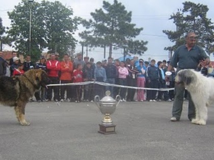 comisani 2008 rocco si ursu - masculi mioritic