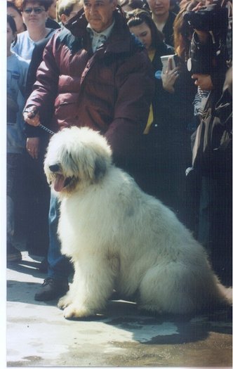 iasmin de romania floreasca 99
