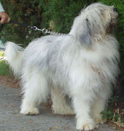 IASMIN de Romania 2